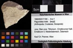 Foto (Objket + Etiketten) von Paguroidea indet. 